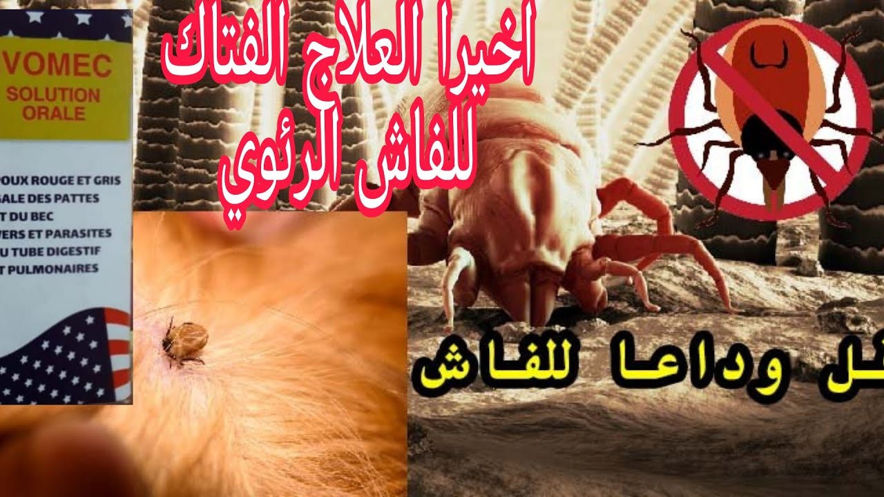 أقوى وأفضل علاج للفاش الرئوي الفاش الأحمر عند طيور الكناري والحسون