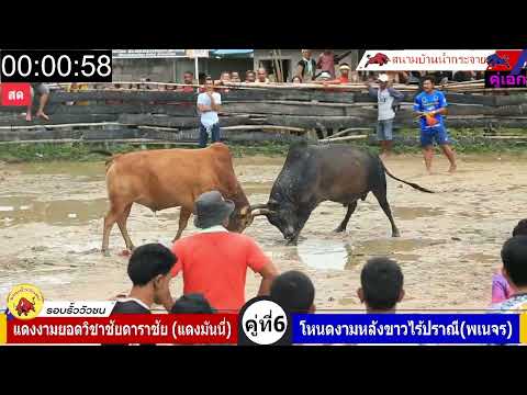 รอบรั้วสุดมัน แดงงามยอดวิชาชัยดาราชัย (แดงมันนี่) VS โหนดงามหลังขาวไร้ปราณี (พเนจร)