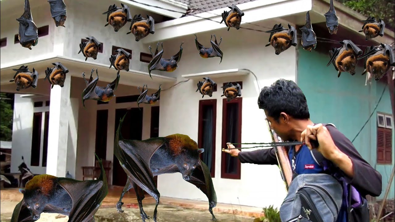 GILA‼️JUTAAN  KALONG PENGHUNI ISTANA WARGA SEMUA SNIPER JITU KELUARKAN KEMAMPUAN SAMPAI KELELAHAN