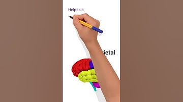 Four Lobes of the Brain 🧠
