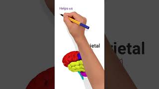 Four Lobes of the Brain 🧠