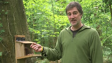 Identifying grey squirrel presence in red squirrel areas