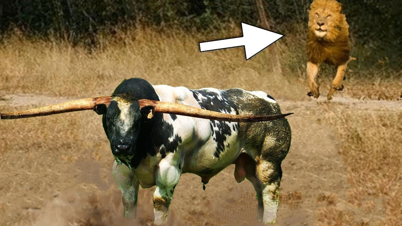 LİON vs BUFFALO Real Fight Most Amazing Wild Animal Attacks Big Battle
