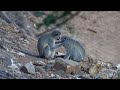 Grooming Vervet Monkeys | Ranger Insights