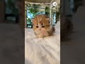 天使な子猫さんに迫られる動画｜PECO