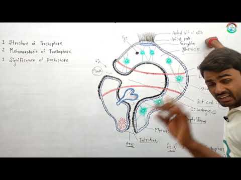 ভিডিও: ট্রোকোফোর লার্ভা কোথায়?