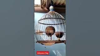 suara pikat betina ayam hutan hijau