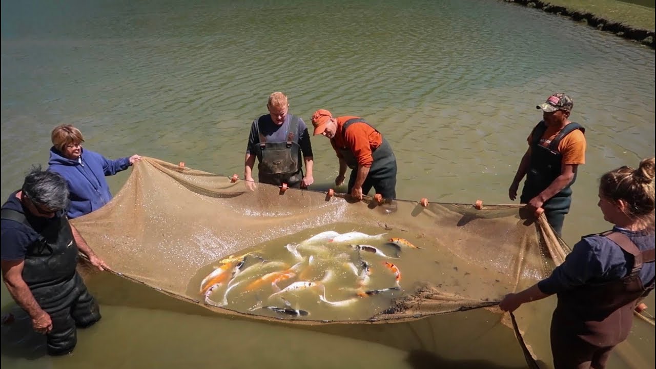 Largest Koi Fish Hatchery!! *Crazy* - Youtube