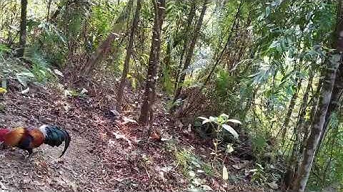 Cuab qaib qus 2020. .bấy gà rừng 2020