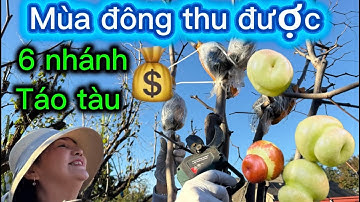 #235🇺🇸Vào mùa đông thu được 6 nhánh táo tàu💰🥰￼cách chăm sóc ra thêm rễ mới 🪴