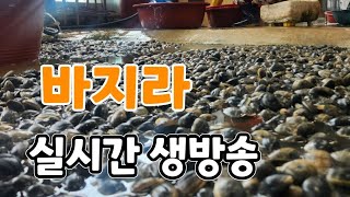 솔바위농원 라이브 스트리밍 중