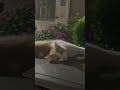 #cat #love #viral #trending #fypシ #reels #cute #nature #catlove #catshorts #catvideos #shorts #view