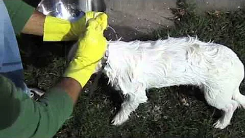 How to de-skunk your dog