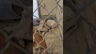 Video of adoptable pet named Evie Video of adoptable pet named Evie