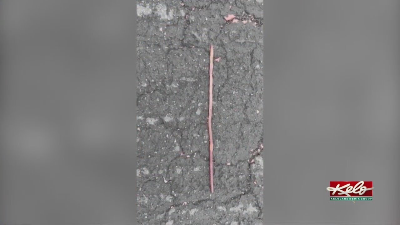 Why are there so many worms after it rains? - YouTube