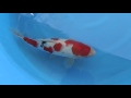 No.7 別府養魚場産 大正三色 34cm 当歳 メス