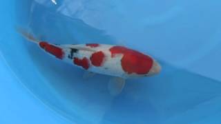 No.7 別府養魚場産 大正三色 34cm 当歳 メス