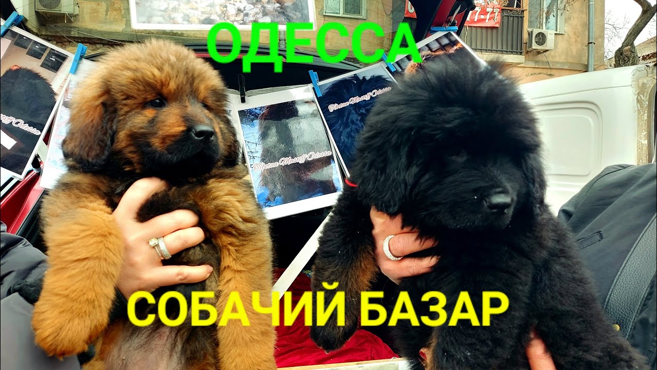 Староконный рынок Одесса сегодня. Продажа собак. Собачий базар. Топ щенки. Немецкая овчарка #зоотроп