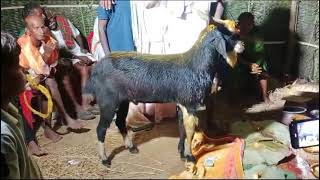 Panila Mallesh Gavu Sambaralu Pundi