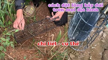 hướng dẫn cách sử dụng lồng bẫy dúi trên núi đá và núi đất cho ae