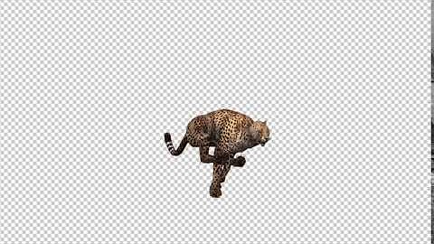 Cheetah Running | Motion Graphics - Envato elements
