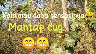 Suasana didalam hutan dan pemandangan di hutan