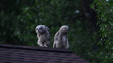Parallaxing Great Horned Owlets