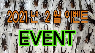보르네오섬, 칼리만탄섬의 가위사슴벌레 ! 타란두스가위사슴벌레 2월 이벤트 선정 !!