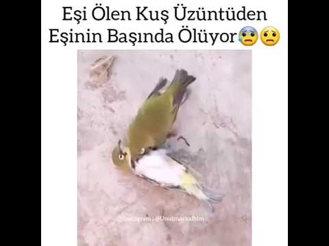 eşi ölen kuş :(