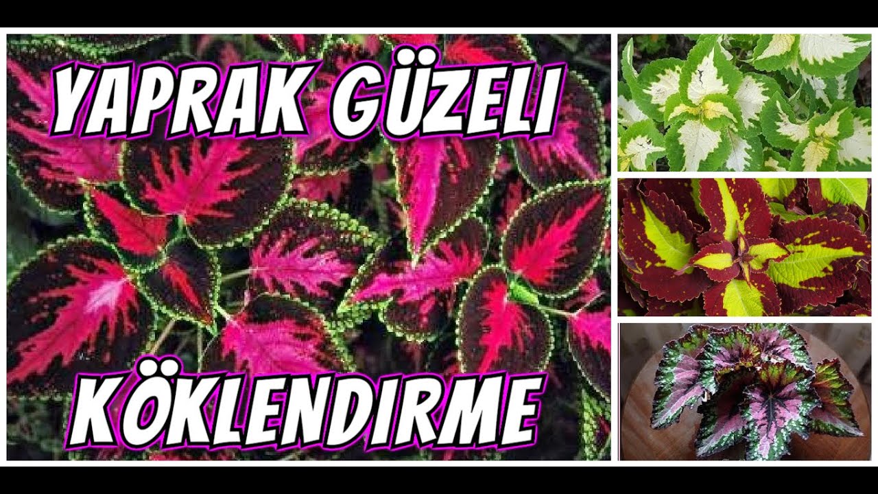 YAPRAK GÜZELİ KÖKLENDİRME ve BAKIM BİLGİLERİ