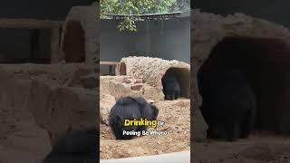 Black Bears Don't Pee for MONTHS! Here's How 🤯
