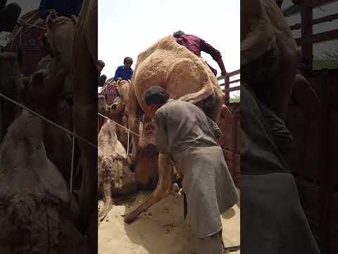 تحميل الجمل الجميل عن طريق دفعه