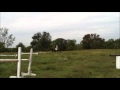 Chehon under saddle