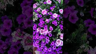 Beautiful Purple Petunia |