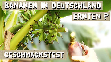 Kann eine Banane in Deutschland Früchte tragen?