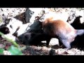 Adorable and very tiny Bush dog puppies.