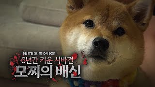 [예고] 세상에 나쁜 개는 없다  6년간 키운 시바견 모찌의 배신