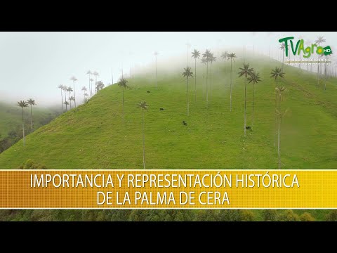 Video: ¿Por qué las palmas de cera son tan altas?