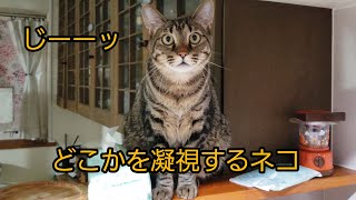 どこかを凝視するネコ #希望のおうち どこかを凝視するネコ #希望のおうち