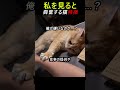 私を見ると興奮する猫