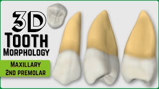 Permanent Maxillary Second Premolar (3D Morphology)