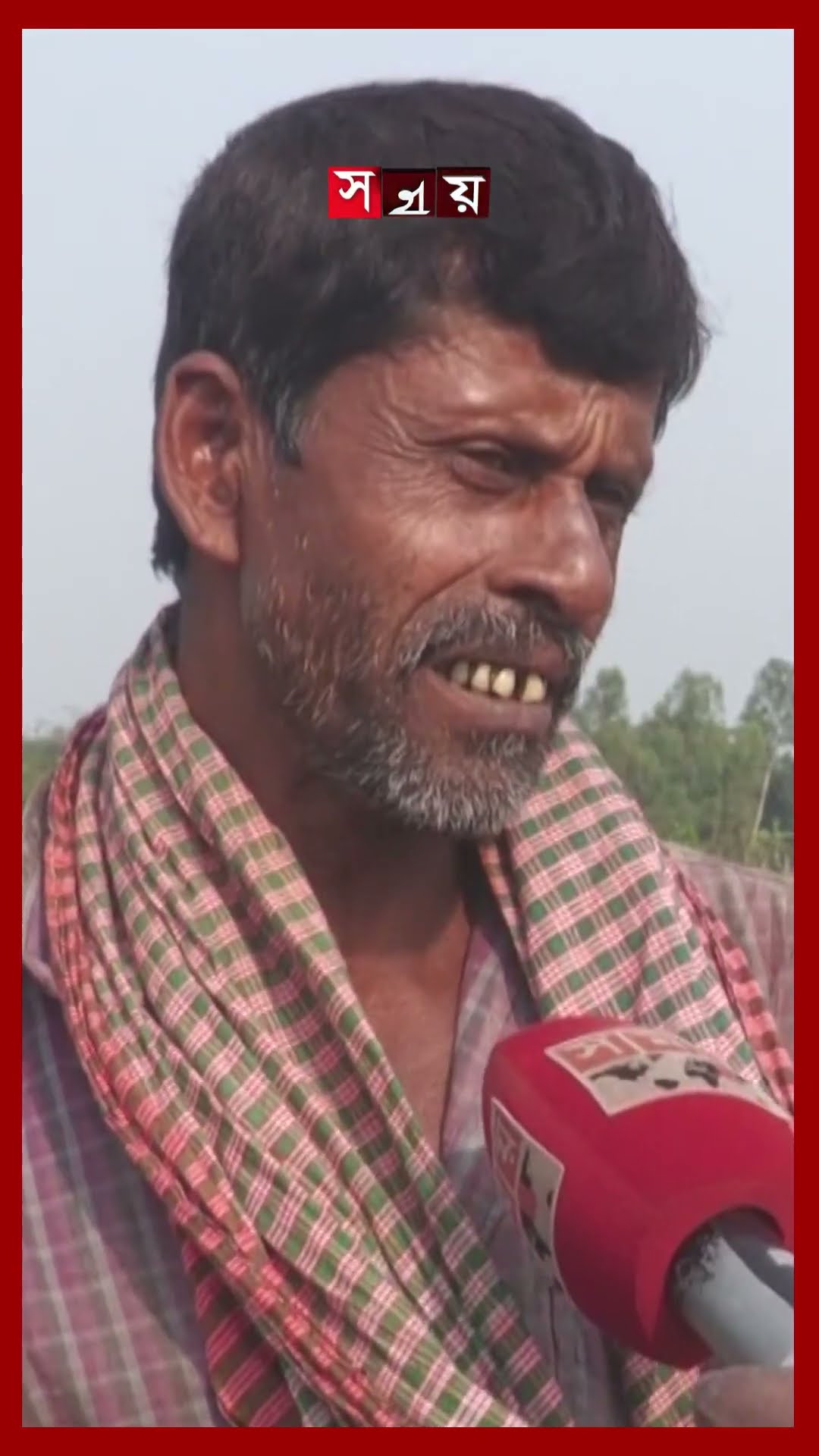 জামালপুরে টমেটো চাষিদের মুখে হতাশার ছাপ #tomatocultivation #tomato #jamalpur #shorts #somoytv