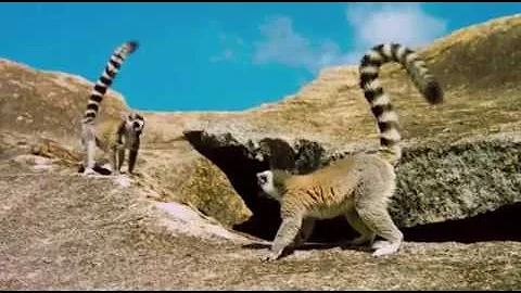 Pourquoi le film Madagascar s'appelle Madagascar ?