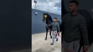 للفخامة أصل️ ، الحصان العربي البربري ، تبارك الله