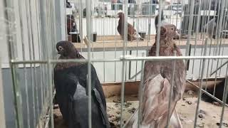 картинка: 15.11.25. Международная выставка голубей. Москва. Ч. 3