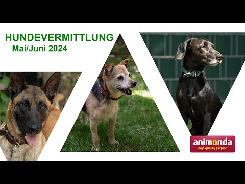 Hundevermittlung - Mai/Juni 2024 (Tierheim Hannover TV)