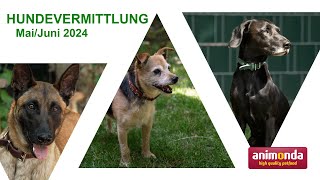 Hundevermittlung - Mai/Juni 2024 (Tierheim Hannover TV)