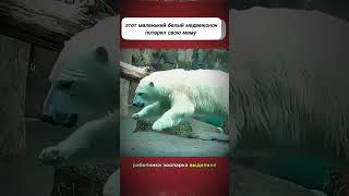 История белого медвежонка часть 3 #bear #story #help #fyp #female