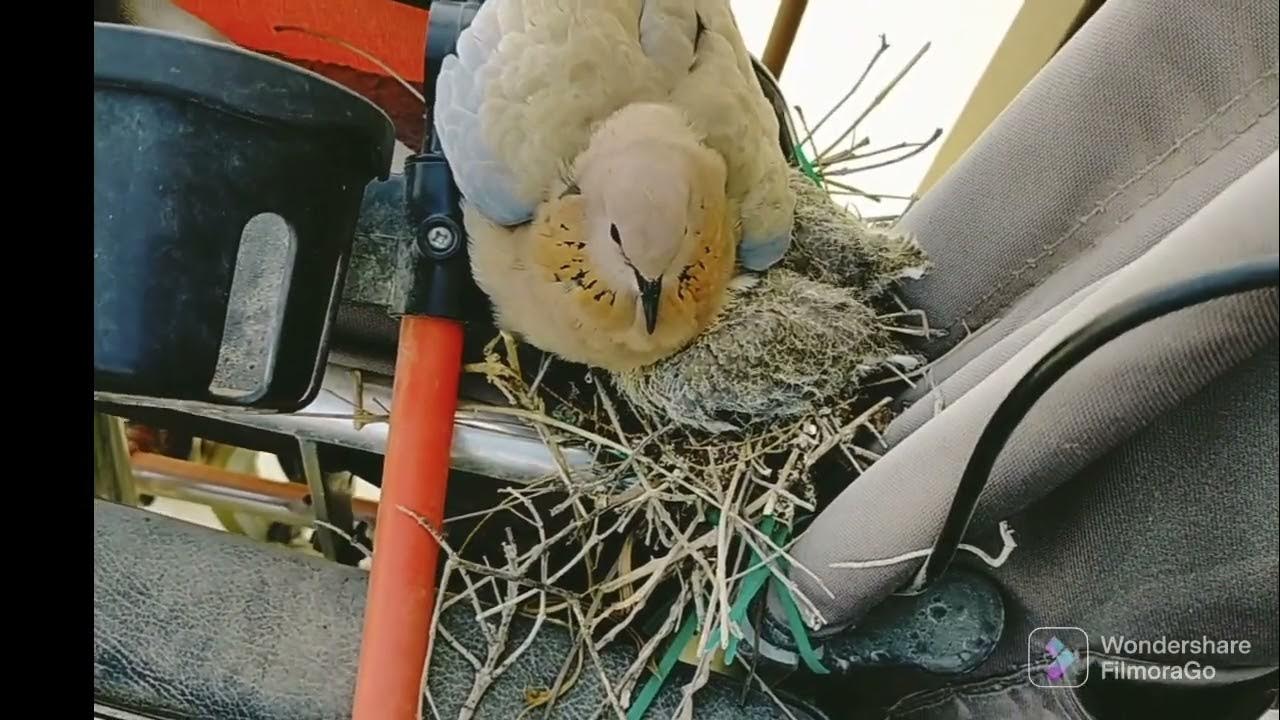 PART2 DUBAI LOCAL BIRD LAY EGGS IN OUR BALCONY. YouTube