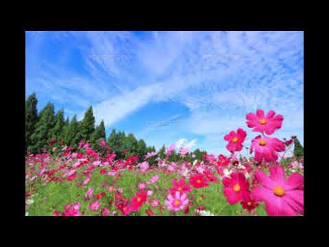 コバルトの季節の中で/沢田研二/Cover北原涼